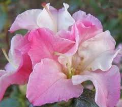 Hybrid Rhododendron Plant Description Rhododendron Plant Rhododendron Garden Shrubs
