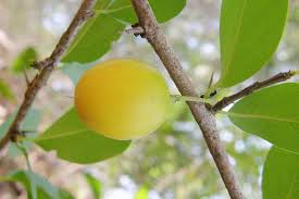 Image result for Ximenia afra