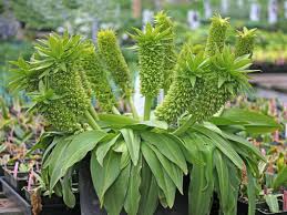 Image result for Eucomis autumnalis