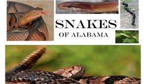 Unless you're a trained professional, handling a poisonous snake is never a good idea. 50 Snakes You Might Come Across In Alabama Al Com