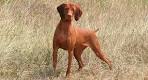 20 Amazing Short Haired Dog Breeds [Low Grooming Needs]