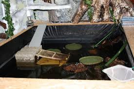 Wasserschildkröten werden meist mindestens 12cm groß und brauchen natürlich auch dementsprechend viel platz. Schmuckschildkrote N Viele Fragen Zur Haltung Wasser Schildkroten