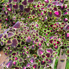 Image result for Coleus buchananii