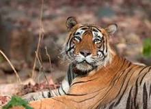 International Tiger Day - Wikipedia