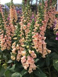 Image result for Digitalis purpurea