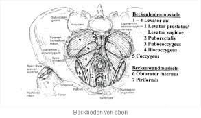 Beckenbodenschmerzen Missempfindungen Am Beckenboden Afterschmerzen Vaginismus