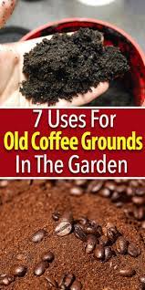 How To Use Coffee Grounds In The Garden Uses For Coffee Grounds Coffee Grounds Plant Benefits
