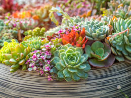 We did not find results for: Piante Grasse Con Fiori Da Esterno Come Orientarsi Per La Scelta