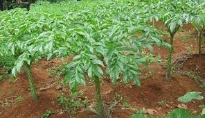 Porang mengandung banyak glucomanan atau zat dalam bentuk gula kompleks dan serat. Begini Cara Budi Daya Umbi Porang Si Kecil Incaran Banyak Orang