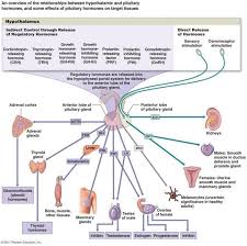 Epinephrine Medication Wikipedia 1235831200166 Adrenal