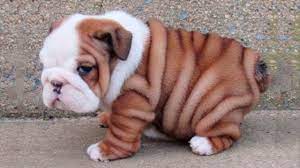 A place for really cute pictures and videos!. Funny Puppies And Cute Puppy Videos Compilation 2016 Best Of Youtube