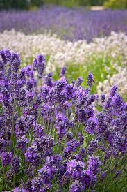 Here they are, our top five strains of flower we smoked in 2019. Olympic Peninsula Joebeckerphoto Lavender Fields Photography Lavender Fields Lavender