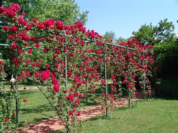 Browse the largest selection of the most fragrant roses. 30 Ways To Incorporate Roses Into Your Backyard Home Stratosphere