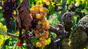 Image result for Botrytis cinerea