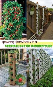 This easy diy strawberry planter has space for 18 plants, and an optional watering tube to keep them growing all summer long! Growing Strawberry In A Vertical Pvc Or Wooden Tube Can Be Great Solution For Limited Space Vertical Herb Garden Diy Garden Vegetable Garden Design