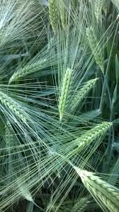 Wheat Field In Bishopton Renfrewshire Shades Of Green Beautiful Nature Green