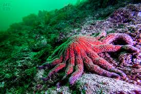 When on the prowl for food, the sunflower star swings along on its 15,000 tube feet — moving at the remarkable speed of over 40 inches (1 m) per minute. A Sunflower Sea Star On The Sea Floor Stock Photo Offset