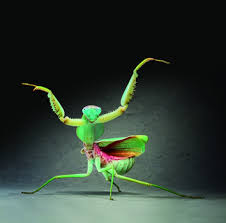 It was created by wang lang (王朗) and was named after the praying mantis, an insect, the aggressiveness of which inspired the style. India Wing Chun