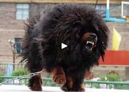 The Top 10 Largest Breeds Of Dog 2020 Dog Video Compilation In 2020 Big Dog Breeds Mastiffs Big Dogs