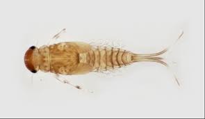 Image result for Ephemeridae