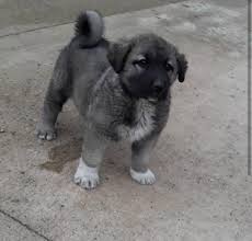 Pin De Claire Chantrel En Kangal Alabai Perros
