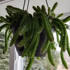 Plus, get hold of a healthy cactus, a pot for your plant. Selenicereus Testudo Dog S Tail Cactus In Gardentags Plant Encyclopedia