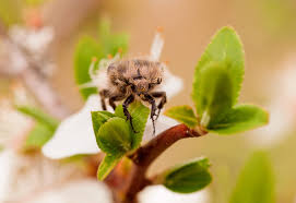 Image result for Tropinota hirta