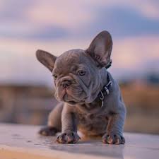 Find french bulldog puppies and breeders in your area and helpful french bulldog information. Lilac French Bulldog Male Puppy For Sale Nw Frenchies Washington State French Bulldog Puppies Lilac French Bulldog Bulldog Puppies