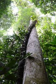 Image result for Gnetaceae