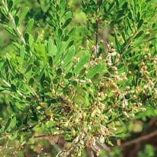 Image result for Celastraceae