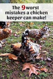 The 9 Worst Mistakes A Chicken Keeper Can Make Pet Chickens Chicken Coop Keeping Chickens