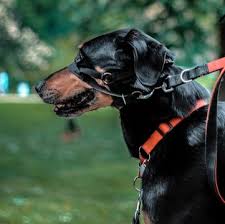 The black and tan coonhound is a breed known for its hunting capabilities as already mentioned. Black And Tan Coonhound Puppies For Sale Adoptapet Com