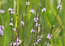 Image result for Verbena × teasii