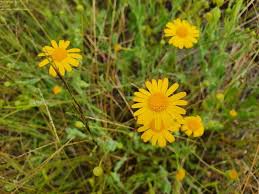 Image result for Emilia discifolia