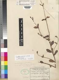 Image result for Cryptolepis oblongifolia
