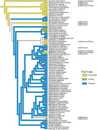 Image result for Flabellariopsis acuminata
