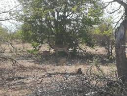 Image result for Pavetta catophylla