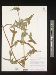 Image result for Launaea cornuta