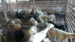 Kan dah kene sound ngan anak.mendapatttchordify now. Mohan M Trading Kambing Biri Biri Untuk Dijual Jantan Facebook