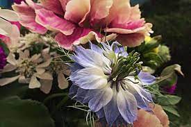 Hours may change under current circumstances Best Nurseries And Garden Centers In Richmond Richmond Mom
