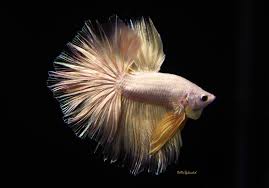 More than 5 gold betta fish at pleasant prices up to 8 usd fast and free worldwide shipping! El Dorado Full Gold Halfmoon Betta Released Bettasplendid Com