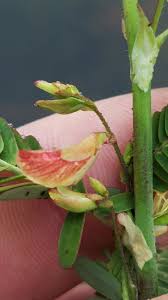 Image result for Aeschynomene cristata