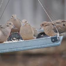 Check spelling or type a new query. Bird Feeders And Bird Seed At The Grass Pad