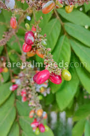 Image result for Lepisanthes