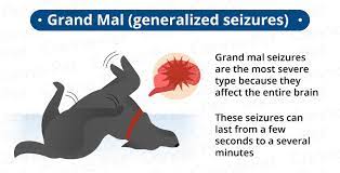 Can Seizures In Dogs Cause Brain Damage Canna Pet