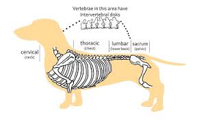 Anatomy Of Dachshund Dach