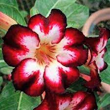 Jual Bibit Bunga Kamboja Adenium Red Black Desert Kamboja Adenium Dengan Harga Rp17 000 Dari Toko Online Bogor Alam Hija Rose Seeds Desert Rose Plant Adenium