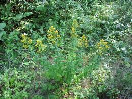 Image result for Hypericum scioanum