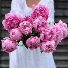Check spelling or type a new query. Peony Flower Meaning History And Other Interesting Facts