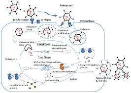 Pathogenesis and clinical symptoms of adenovirus infection in children are examined, approaches to therapy with the. Adenovirus Structure And Genome Replication Pathogenesis Infection Laboratory Diagnosis Prevention And Treatment Online Biology Notes